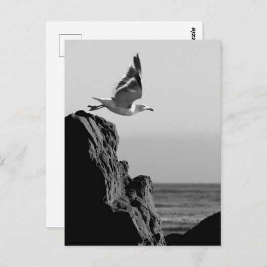 Seagull-Devices Postkarte (Vorne/Hinten)