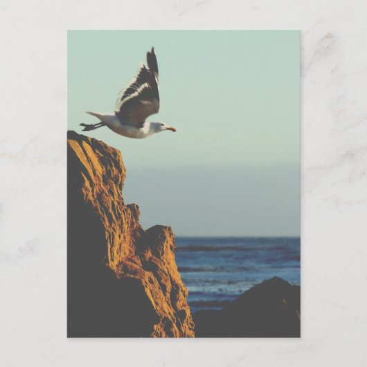 Seagull-Devices Postkarte (Vorderseite)