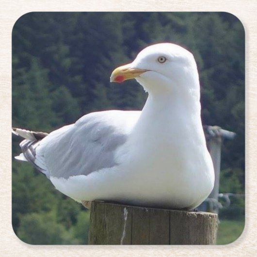 Seagull, die sich auf den Untersetzer der Zaun-Pos (Vorderseite)