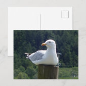Seagull-Down Feiertagspostkarte (Vorne/Hinten)