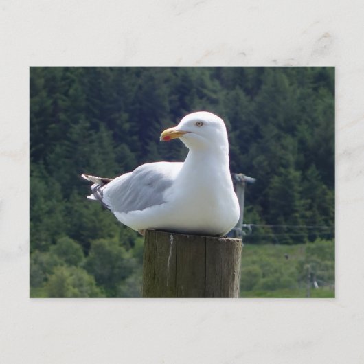 Seagull-Down Feiertagspostkarte (Vorderseite)