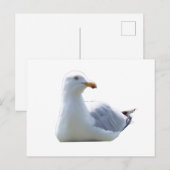 Seagull-Down Postkarte (Vorne/Hinten)