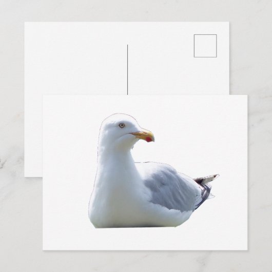 Seagull-Down Postkarte (Vorne/Hinten)