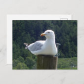 Seagull-Down Postkarte (Vorne/Hinten)