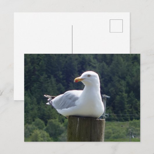 Seagull-Down Postkarte (Vorne/Hinten)