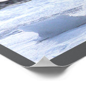 Seagull Eating on Ice Poster (Ecke)