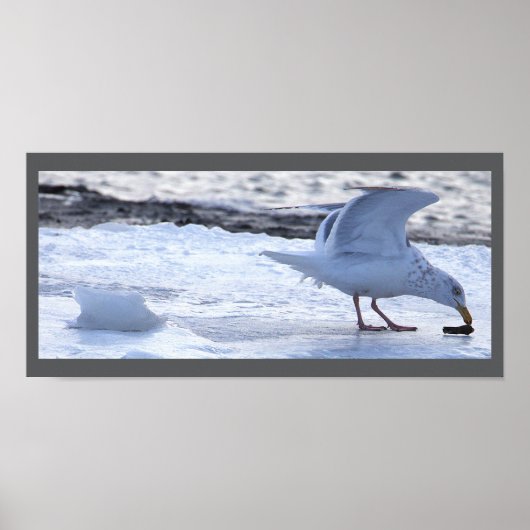 Seagull Eating on Ice Poster (Vorne)
