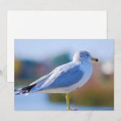 Seagull Feiertagskarte (Vorne/Hinten)