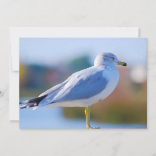 Seagull Feiertagskarte