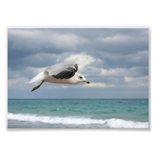 Seagull-Flug Fotodruck (Vorne)