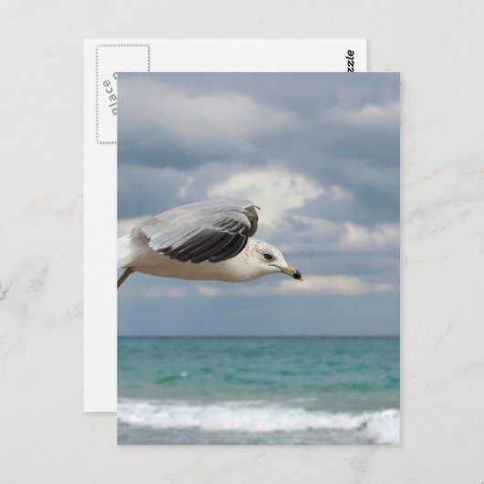 Seagull-Flug Postkarte (Vorne/Hinten)