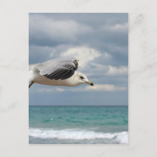 Seagull-Flug Postkarte