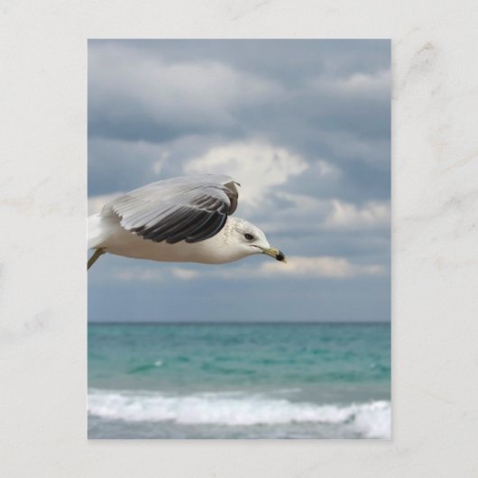 Seagull-Flug Postkarte (Vorderseite)