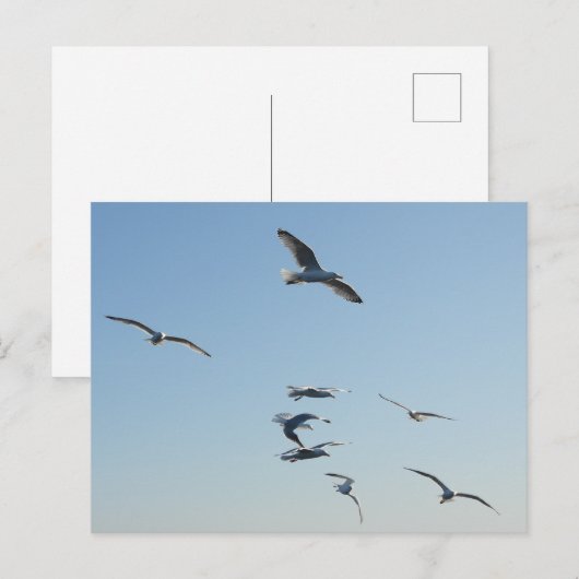Seagull Flying Feiertagspostkarte (Vorne/Hinten)