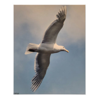 Seagull flying Photo Enlargement Fotodruck