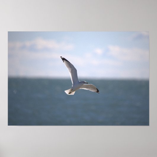 Seagull Flying Photo Poster (Vorne)