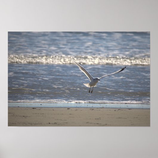 Seagull Flying Photo Poster (Vorne)