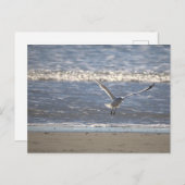 Seagull Flying Postcard Postkarte (Vorne/Hinten)