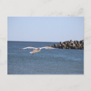 Seagull Flying Postcard Postkarte