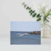 Seagull Flying Postcard Postkarte (Stehend Vorderseite)
