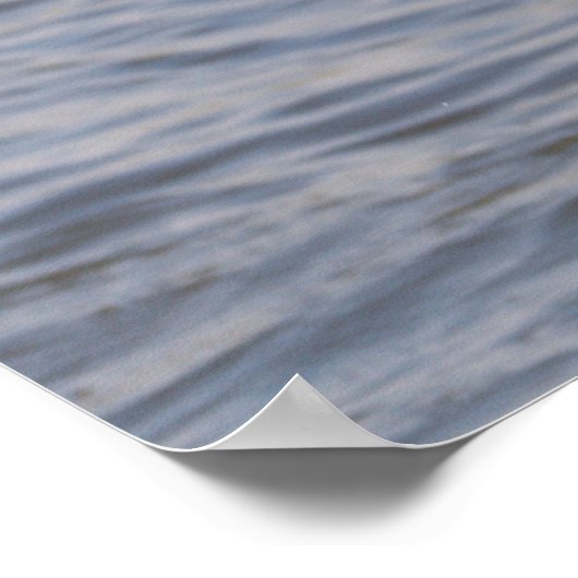 Seagull Flying Poster (Ecke)