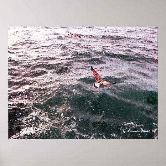 SEAGULL FLYING ÜBER DIE WELLEN POSTER (Vorne)