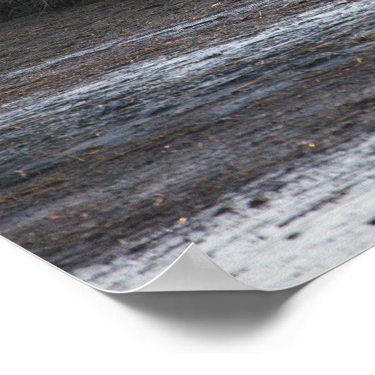 Seagull Foto Poster (Ecke)