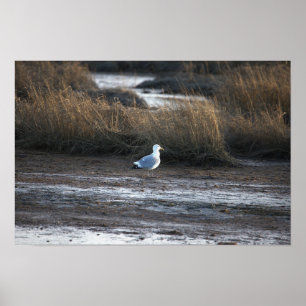 Seagull Foto Poster