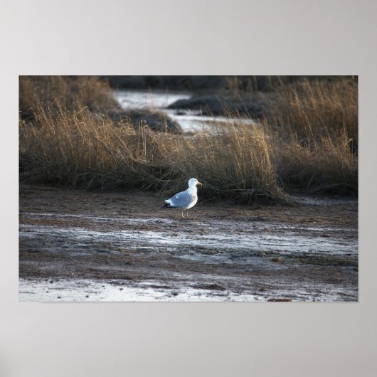 Seagull Foto Poster (Vorne)