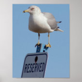 Seagull-Foto Poster (Vorne)