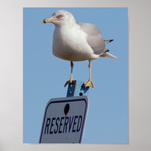 Seagull-Foto Poster (Vorne)