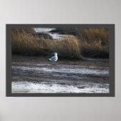 Seagull Foto Poster (Vorne)