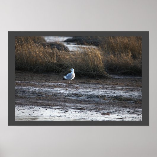Seagull Foto Poster (Vorne)