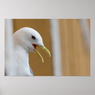 Seagull Foto Poster