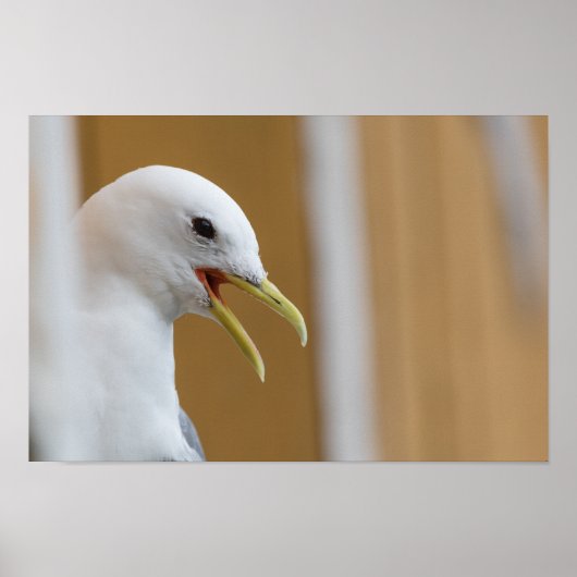 Seagull Foto Poster (Vorne)