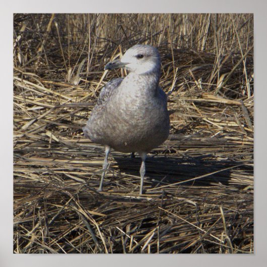 Seagull Foto Poster (Vorne)
