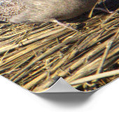 Seagull Foto Poster (Ecke)