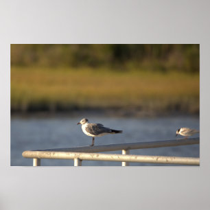 Seagull Foto Poster