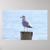 Seagull-Foto Poster (Vorne)