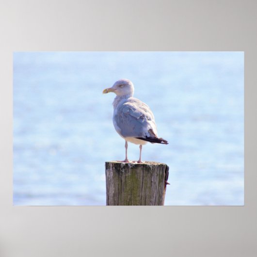 Seagull-Foto Poster (Vorne)