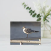 Seagull Foto Postkarte (Stehend Vorderseite)