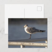 Seagull Foto Postkarte (Vorne/Hinten)