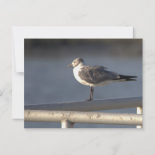 Seagull Foto Postkarte
