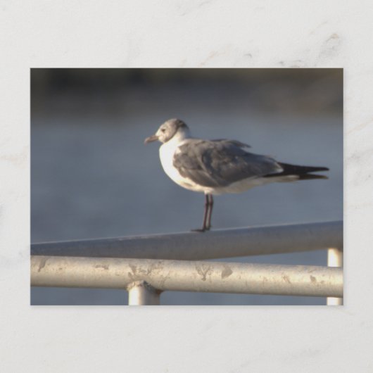 Seagull Foto Postkarte (Vorderseite)