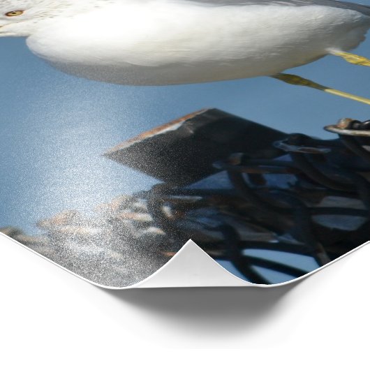 Seagull Foto Print (Ecke)
