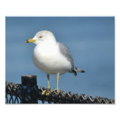 Seagull Foto Print (Vorne)