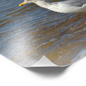 Seagull Foto Print (Ecke)