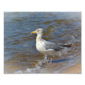 Seagull Foto Print (Vorne)