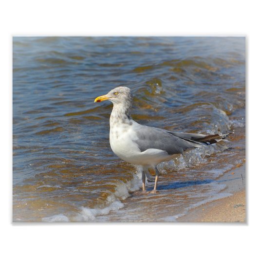 Seagull Foto Print (Vorne)