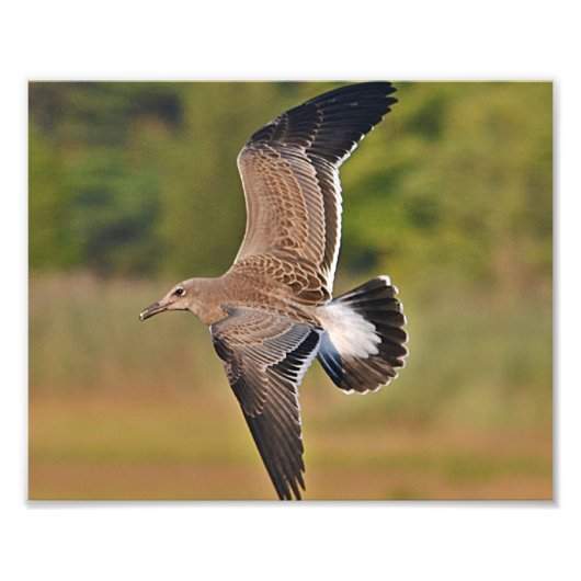 Seagull Foto Print (Vorne)